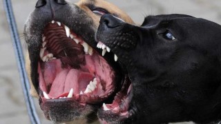 Cotryba definió cuáles son los perros potencialmente peligrosos - Entrevistas - DelSol 99.5 FM