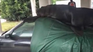 Un lobo marino se subió a un descapotable en Punta del Este - Titulares y suplentes - DelSol 99.5 FM