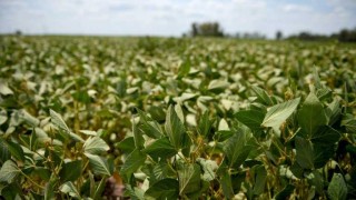 Buen año para la soja si las lluvias no complican la cosecha - Entrevistas - DelSol 99.5 FM