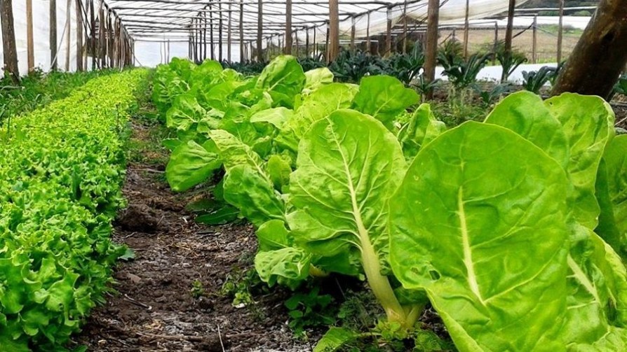 Justa, ecológica y renovable: las bases de la agroecología y su plan en Uruguay - Entrevistas - No Toquen Nada | DelSol 99.5 FM