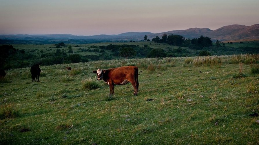 El “pocillo de natalidad” de Uruguay y la ganadería baja en carbono - NTN Concentrado - No Toquen Nada | DelSol 99.5 FM