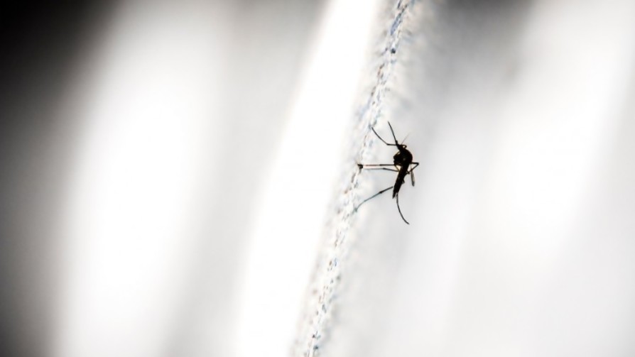 La vida de los mosquitos en el laboratorio - Entrevistas - No Toquen Nada | DelSol 99.5 FM
