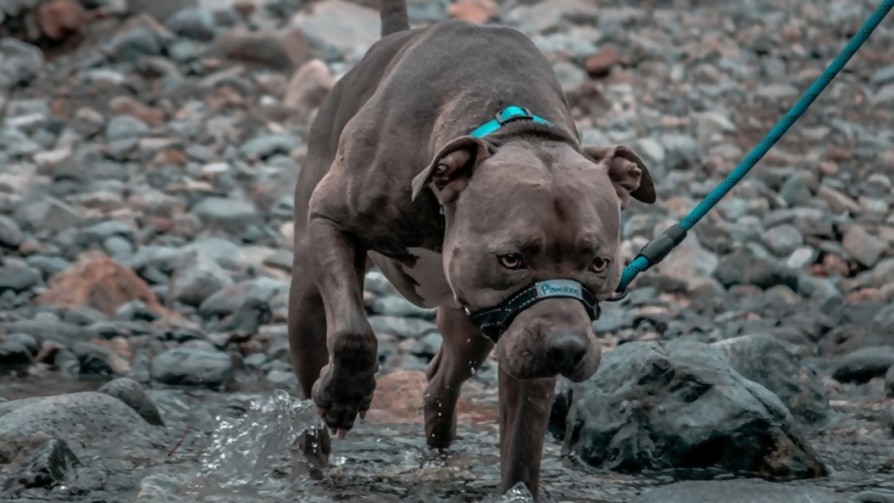 Un proyecto busca prohibir los perros de razas “potencialmente peligrosas” - Audios - Facil Desviarse | DelSol 99.5 FM