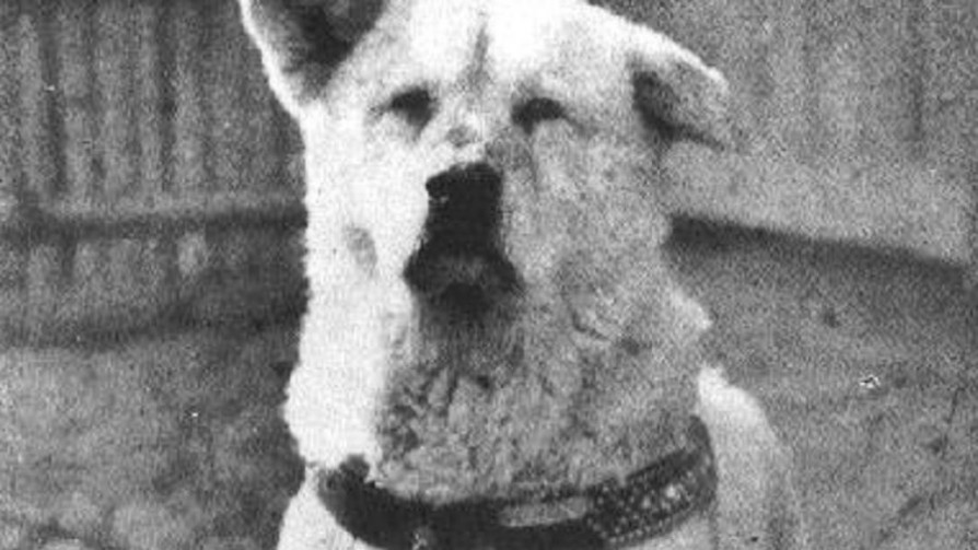 La historia de Hachikō, el perro fiel - ¡Qué animal! - Abran Cancha | DelSol 99.5 FM