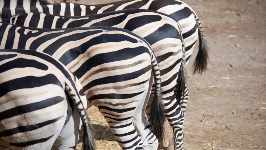 Diego Zas: “Prefiero no hablar de mi cola” - Arranque - Facil Desviarse | DelSol 99.5 FM