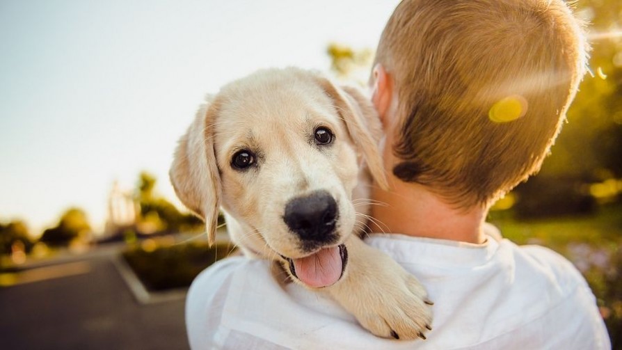 ¿Cuál es el origen de la frase “el perro es el mejor amigo del hombre”? - ¡Qué animal! - Abran Cancha | DelSol 99.5 FM