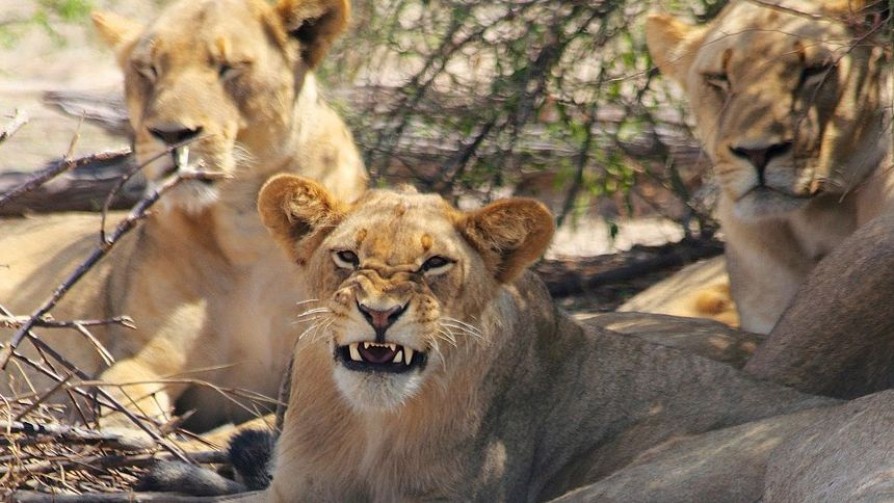 Los animales más agresivos y los más pasivos - Segmento humorístico - La Venganza sera terrible | DelSol 99.5 FM