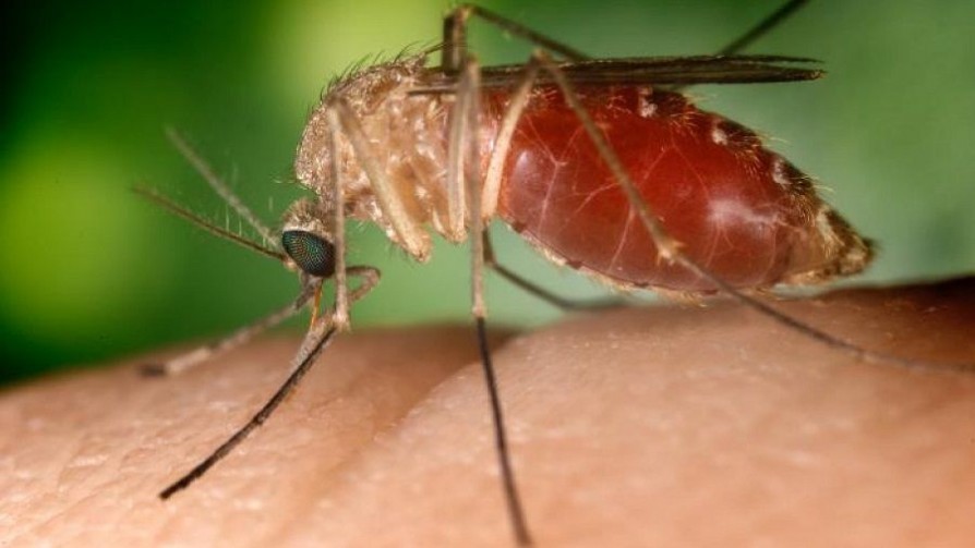 Tema libre: la lucha contra los mosquitos en la madrugada - Sobremesa - La Mesa de los Galanes | DelSol 99.5 FM