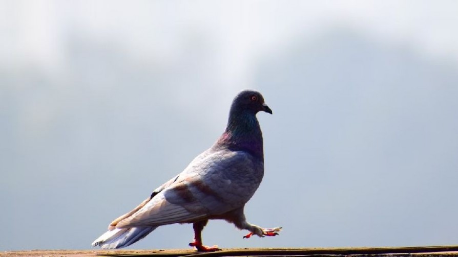 ¿Son las aves buenas mascotas? - Segmento humorístico - La Venganza sera terrible | DelSol 99.5 FM