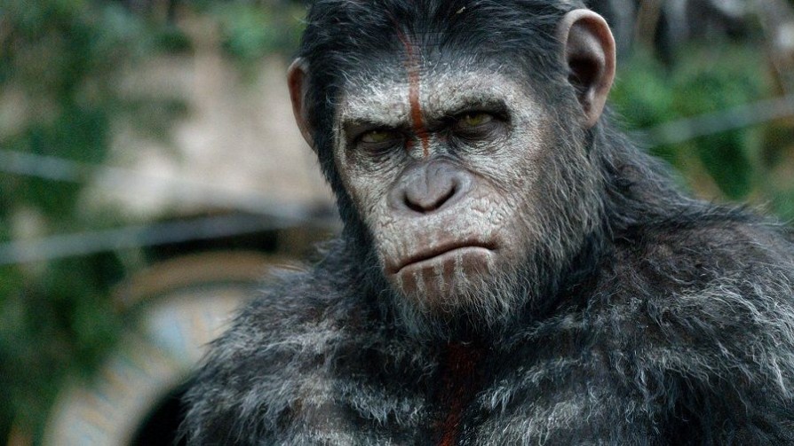 La inteligencia del chimpancé: ¿César revela el secreto? - ¡Qué animal! - Abran Cancha | DelSol 99.5 FM