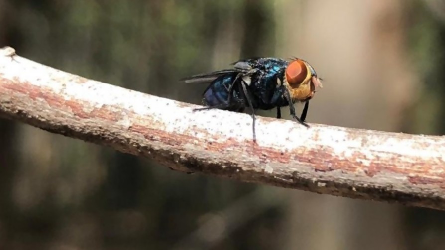 Moscas y Fonseca: el MGAP va en busca de moscas estériles para combatir mosca de la bichera. ¿A dónde? A Panamá, el país de las soluciones - Columna de Darwin - No Toquen Nada | DelSol 99.5 FM
