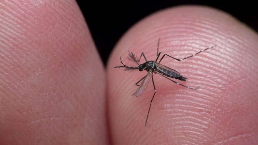 Dengue y Chikungunya: “Quedan algunas semanas más de riesgo”, afirmó Gabriela Willat - Entrevistas - Doble Click | DelSol 99.5 FM