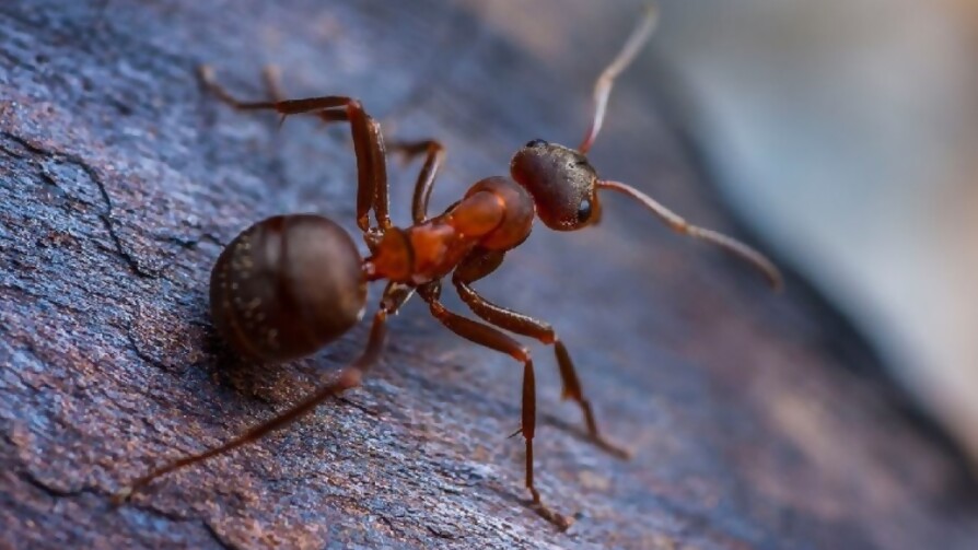 Si pintás una hormiga, ¿la volvés a ver? - Sobremesa - La Mesa de los Galanes | DelSol 99.5 FM