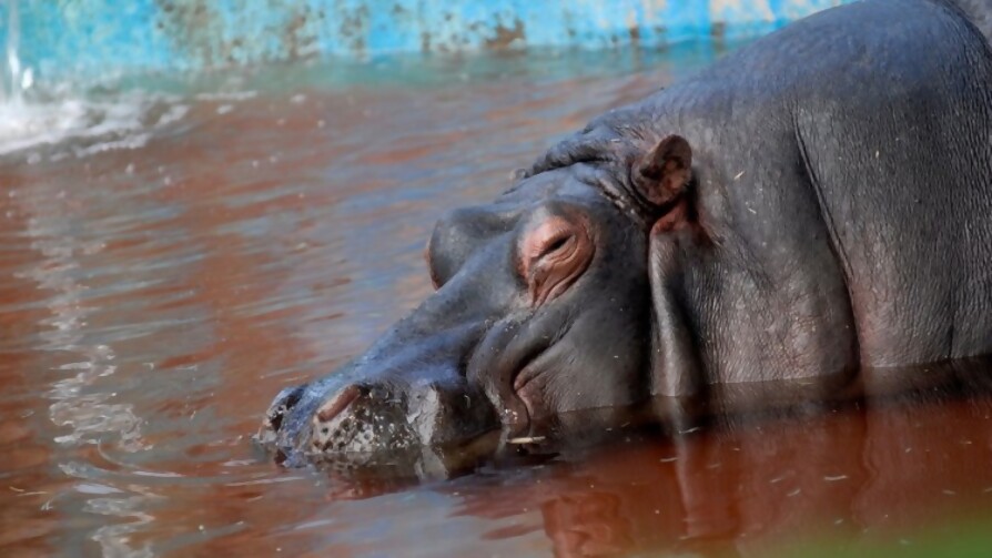 Qué tristeza el zoológico de antes    - La Charla - La Mesa de los Galanes | DelSol 99.5 FM
