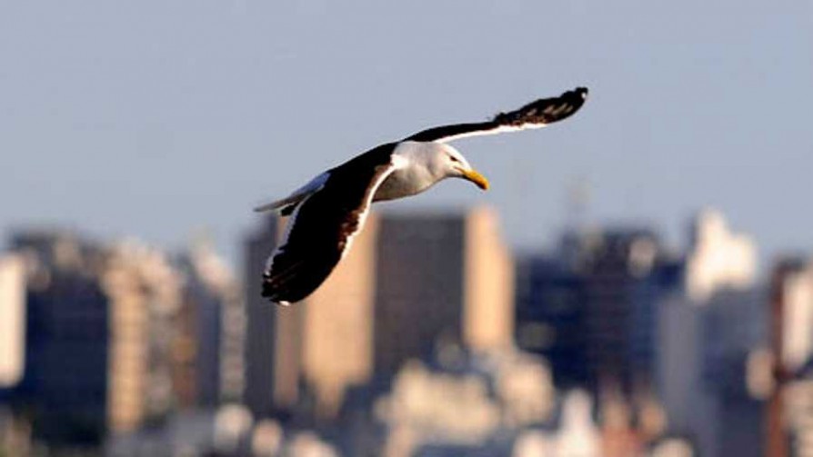 Las aves más peligrosas para el ser humano - Segmento dispositivo - La Venganza sera terrible | DelSol 99.5 FM