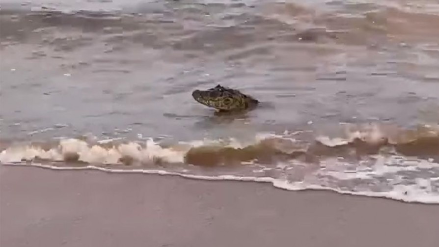 Recomendaciones de la Dinama por el yacaré que apareció en Laguna Merín - Darwin concentrado - No Toquen Nada | DelSol 99.5 FM