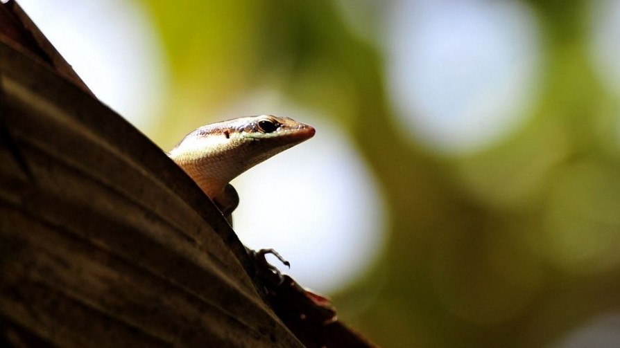 Como 10 noticias en un minuto: el gecko mauritánico; hígado graso y discusiones en las Fiestas - Darwin concentrado - No Toquen Nada | DelSol 99.5 FM
