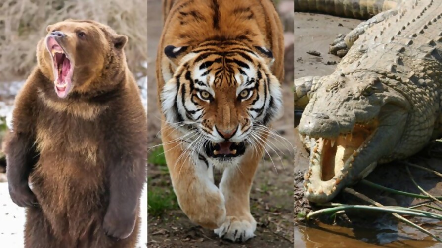 Oso, tigre o cocodrilo: ¿contra cuál peleás 10 minutos? - Sobremesa - La Mesa de los Galanes | DelSol 99.5 FM