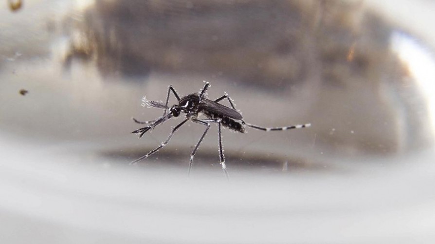 Dengue: Uruguay “no tiene las condiciones epidemiológicas” para que el sistema de salud se sature este año - Entrevistas - Doble Click | DelSol 99.5 FM