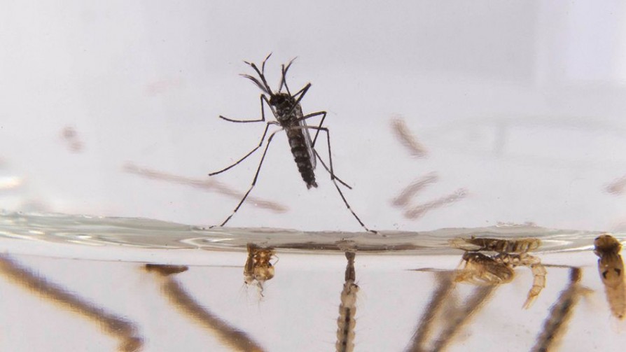 Consejos para defenderse de los mosquitos - Darwin concentrado - No Toquen Nada | DelSol 99.5 FM