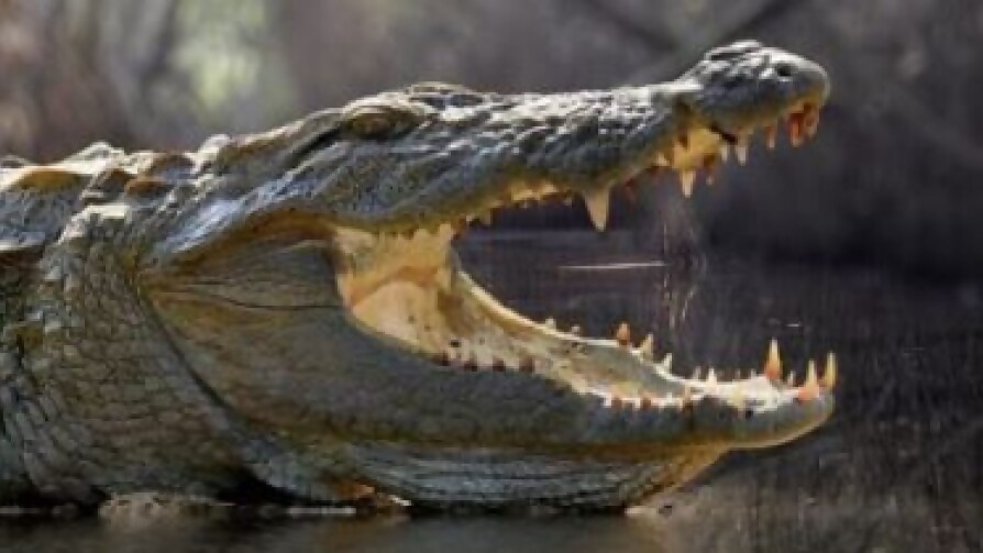 Consejos para sobrevivir a situaciones peligrosas - Segmento humorístico - La Venganza sera terrible | DelSol 99.5 FM