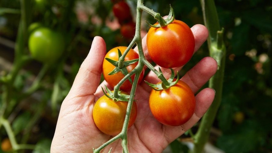 Lucía Soria: hija del tomate  - De pinche a cocinero - Facil Desviarse | DelSol 99.5 FM