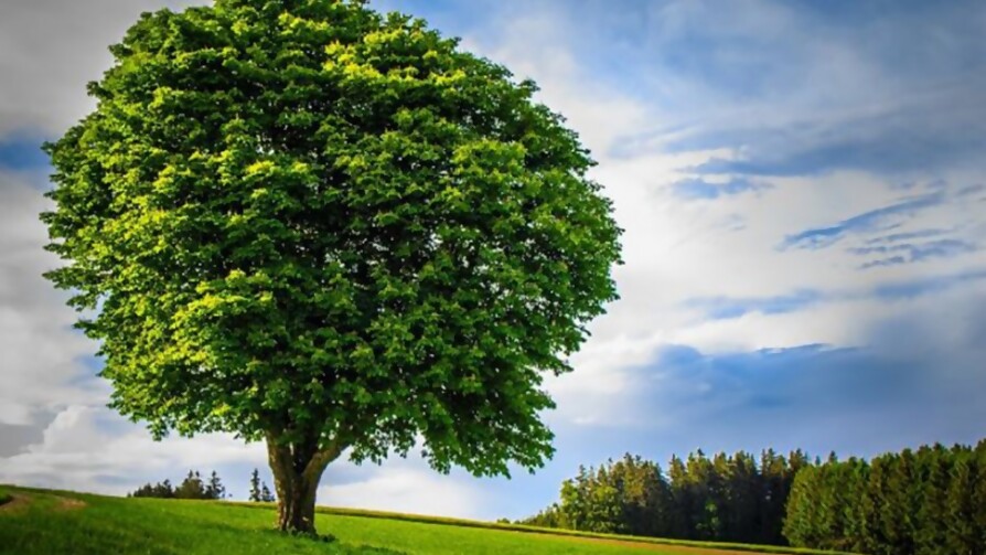 Debajo de un árbol - Belleza inesperada - Quién te Dice | DelSol 99.5 FM