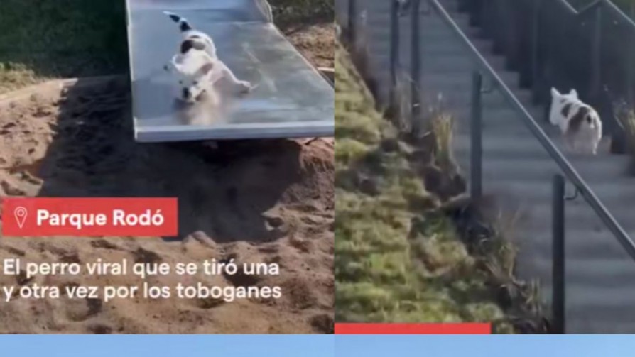 Darwin comentó el video del perro viral en el tobogán de las canteras y reclamó desagraviar al Gusanito Manzana - Darwin concentrado - No Toquen Nada | DelSol 99.5 FM