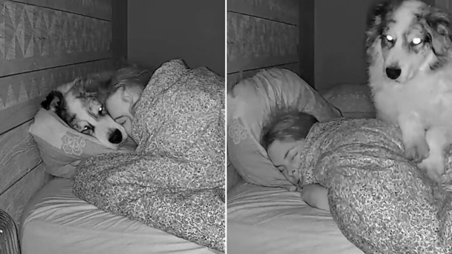 ¿Qué se hace con los perros que suben a la cama durante el sexo? - Sobremesa - La Mesa de los Galanes | DelSol 99.5 FM