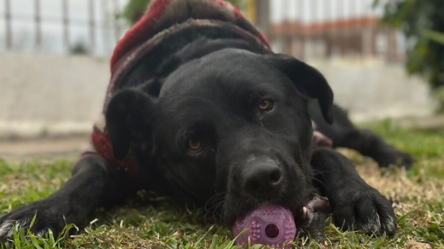 ¿Cuál es el mejor nombre para un perro? - Sobremesa - La Mesa de los Galanes | DelSol 99.5 FM