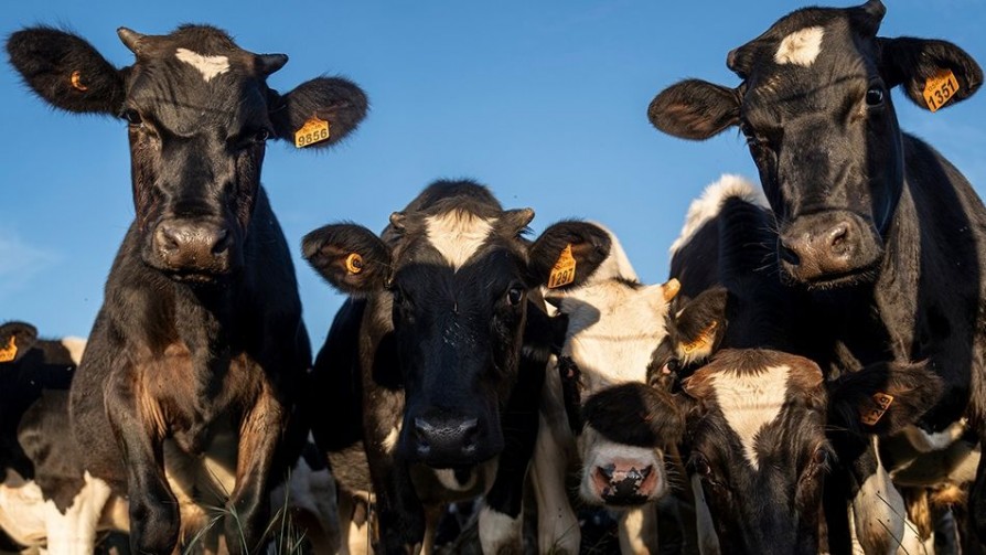 “Caería el 65% de los aranceles que paga la carne, significa unos U$S 15 millones que entran a la cadena” - Entrevistas - Doble Click | DelSol 99.5 FM