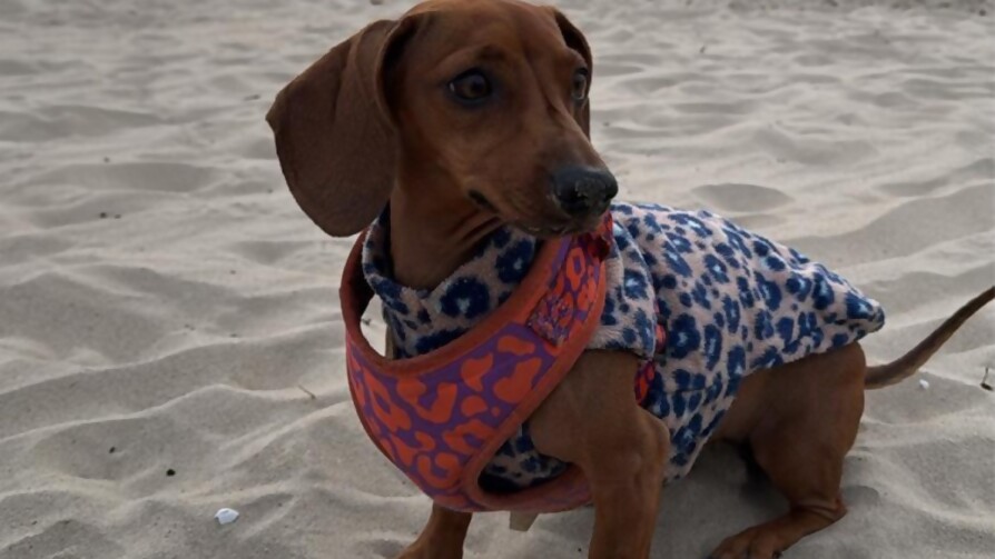 Tema libre: los perros en la playa - Sobremesa - La Mesa de los Galanes | DelSol 99.5 FM