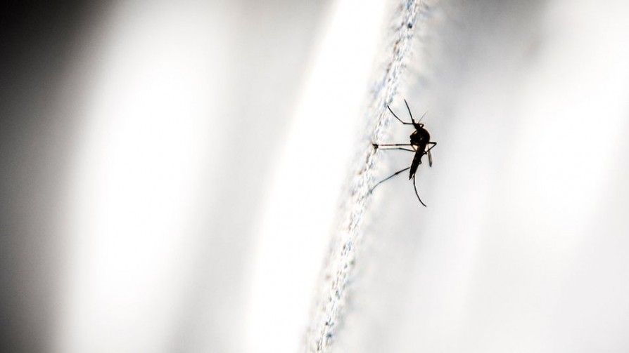 El mosquito que desafía los conocimientos de física de Darwin - Columna de Darwin - No Toquen Nada | DelSol 99.5 FM