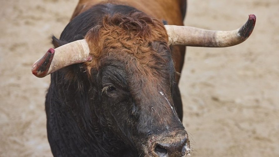 Martinho y las corridas de toros - Buen mediodía - Quién te Dice | DelSol 99.5 FM
