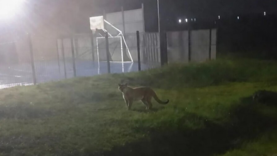 Puma suelto cerca de La Tahona - Arranque - Aire Rico | DelSol 99.5 FM