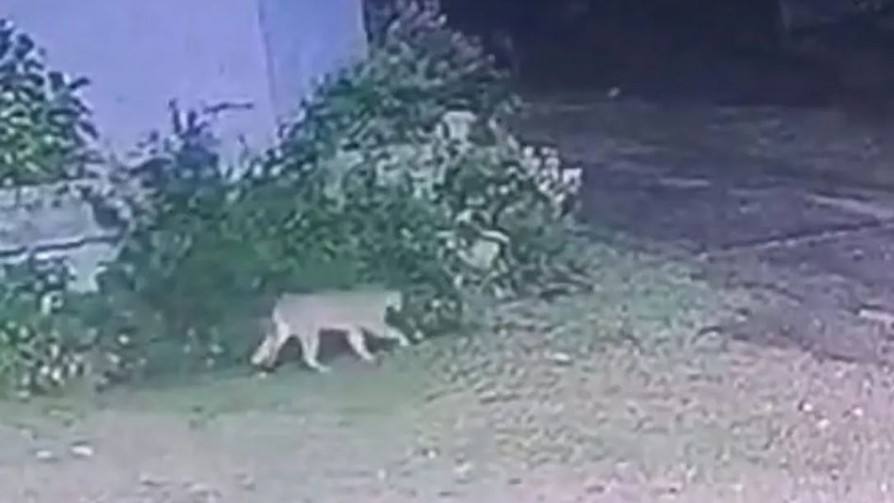 “INBA recibe entre 400 y 500 denuncias por mes por maltrato animal” - Entrevistas - Doble Click | DelSol 99.5 FM