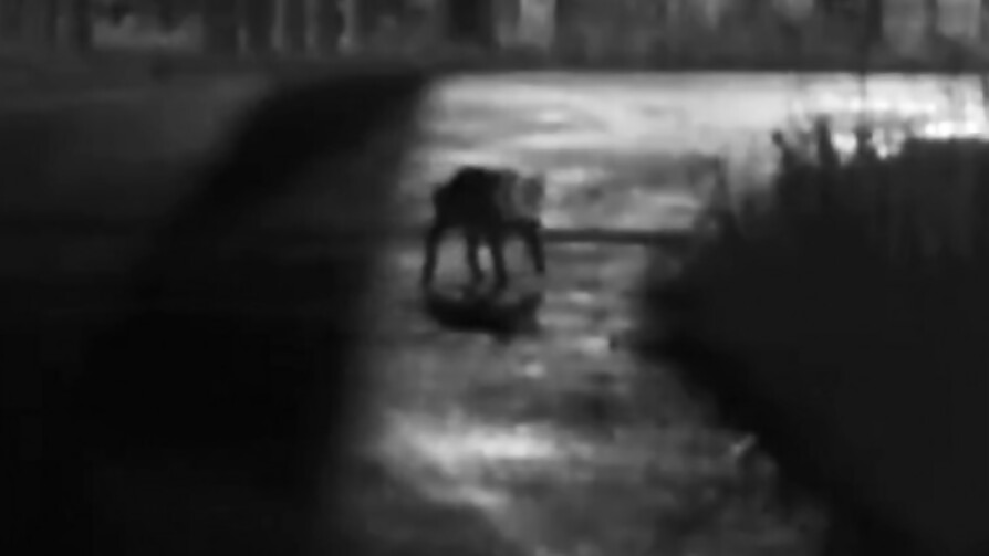 El puma de La Tahona y otras como 10 noticias en un minuto - Darwin concentrado - No Toquen Nada | DelSol 99.5 FM