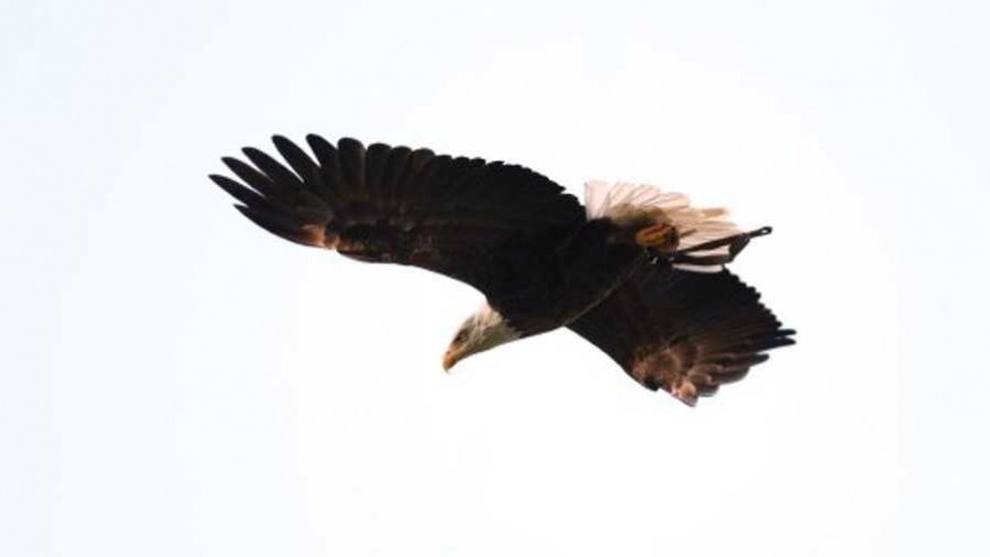 Animales que más y que menos - Segmento humorístico - La Venganza sera terrible | DelSol 99.5 FM