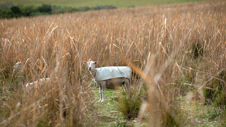 La diferencia entre animales transgénicos y animales con edición genómica - NTN Concentrado - No Toquen Nada | DelSol 99.5 FM