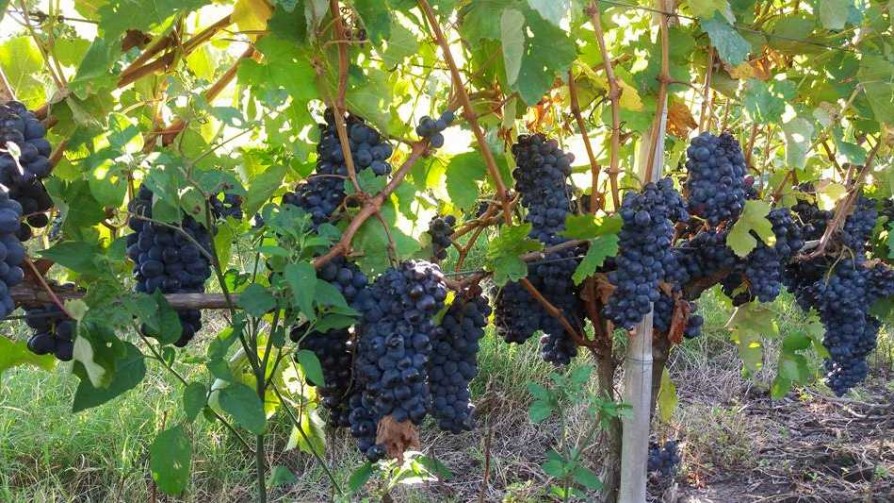 La Niña favoreció a los vinos uruguayos en 2018 - Entrevistas - No Toquen Nada | DelSol 99.5 FM