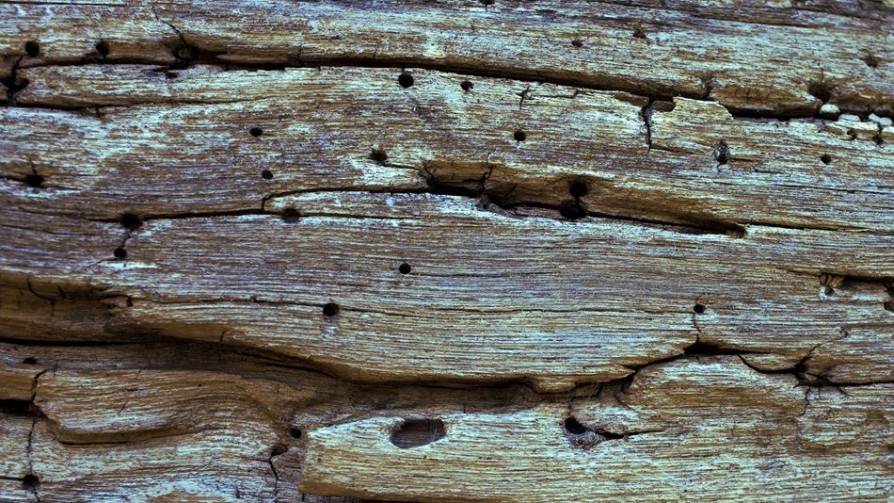 V, invasión de insectos - Buen mediodía - Quién te Dice | DelSol 99.5 FM
