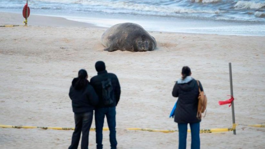 Hagan como que no está: la advertencia de la Intendencia por el elefante marino que descansa en Pocitos - Columna de Darwin - No Toquen Nada | DelSol 99.5 FM