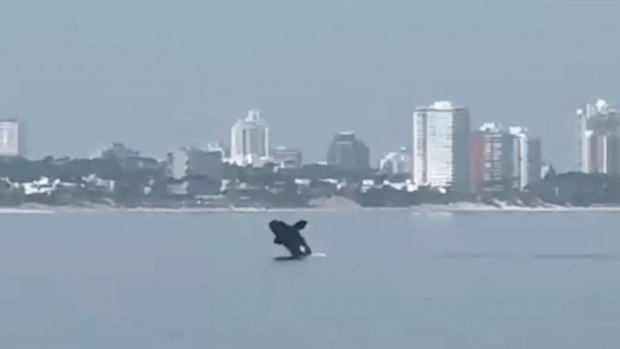 La migración hacia el este (no sólo de las ballenas) - Buen mediodía - Quién te Dice | DelSol 99.5 FM