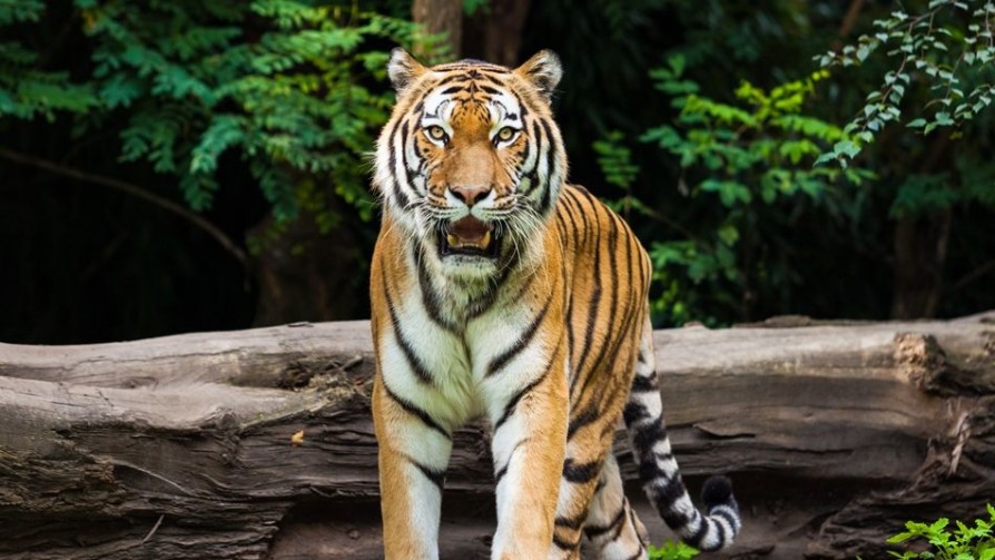 Hombre vs tigre, ¿hay que sacrificarlo? - Arranque - Aire Rico | DelSol 99.5 FM