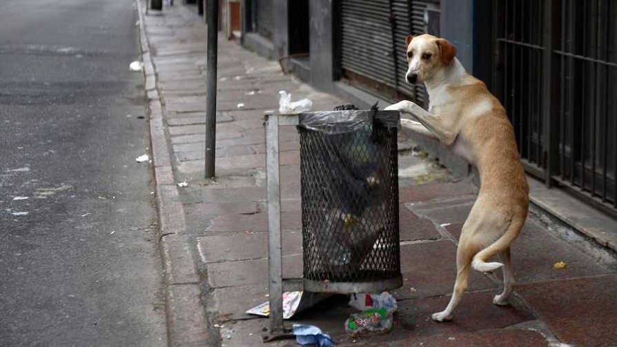 Perros peligrosos o callejeros: la propuesta de los veterinarios - Informes - No Toquen Nada | DelSol 99.5 FM