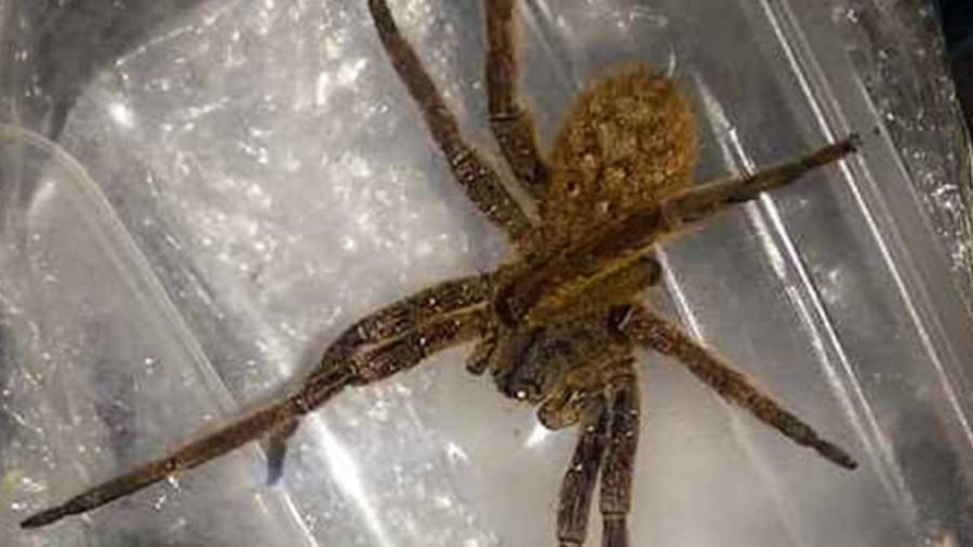 La araña “más venenosa del mundo” en Piriápolis - Cambalache - La Mesa de los Galanes | DelSol 99.5 FM