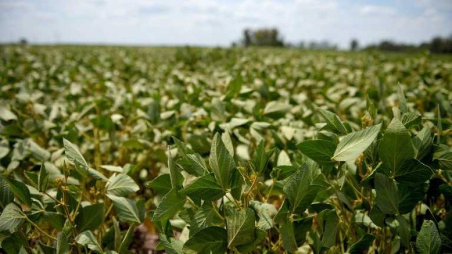 Buen año para la soja si las lluvias no complican la cosecha - Entrevistas - No Toquen Nada | DelSol 99.5 FM